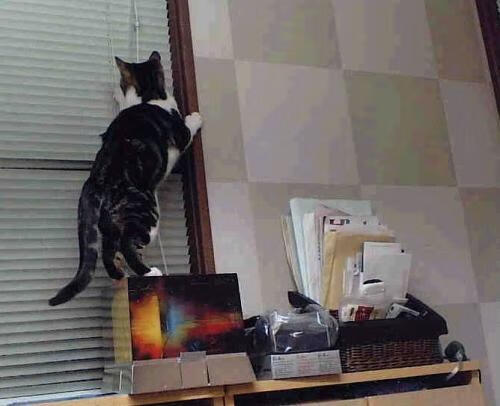 开云体育入口-国际乒联混合团体世界杯：中国香港队的表现超越预期，香港世乒赛  第3张